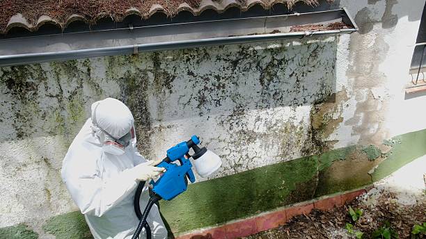 Trusted Black Mold Removal service in Warren, MN - Cheap Mold Removal